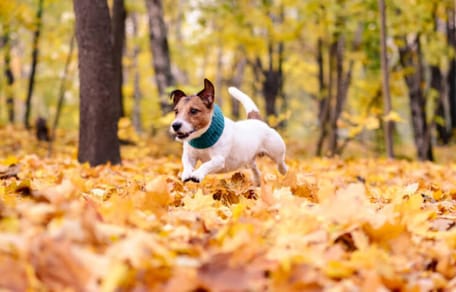 perro-corre-feliz-sobre-hojas-otoño-en-el-suelo