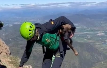 perro-de-montaña-guardia-civil