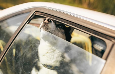 perro-encerrado-coche-santa-cruz-tenerife