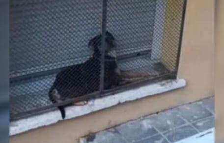 perro-encerrado-ventana