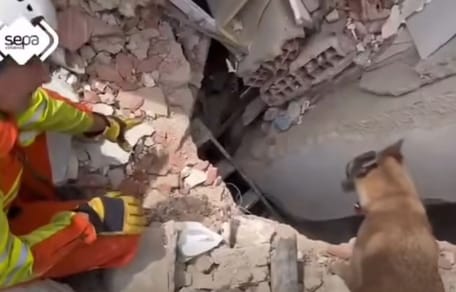 Los héroes de cuatro patas de España en busca de supervivientes en los escombros del terremoto de Venezuela