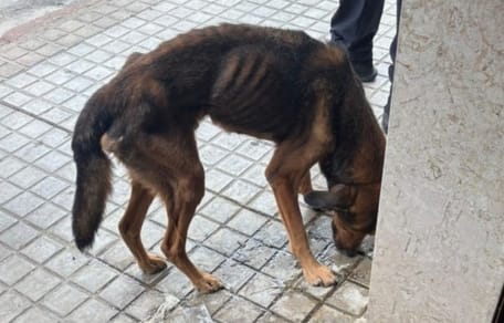 perro-famelico-encerrado-sueca-valencia