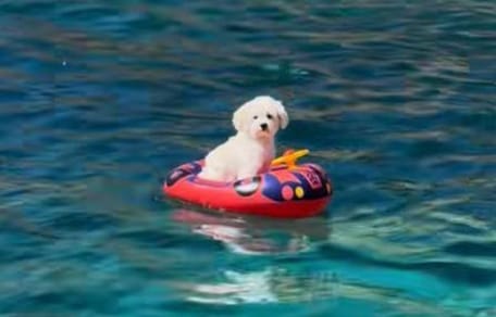 perro-flotador-mallorca