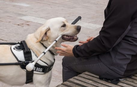 perro-guia-baston-persona-ciega
