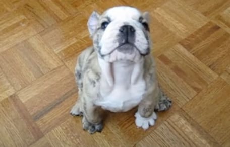 un chien pique une crise de colère parce qu'il ne peut pas monter sur le canapé