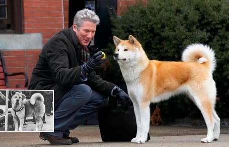 perro-hachiko-100-aniversario