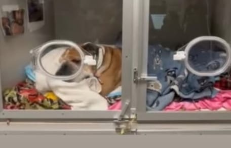 perro-lewis-hamilton-ingresado