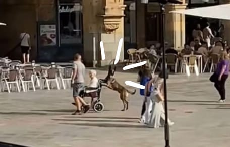 perro-malinois-empuja-silla-de-ruedas-de-una-anciana