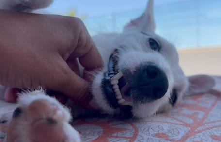 perro-nagore-sonriendo