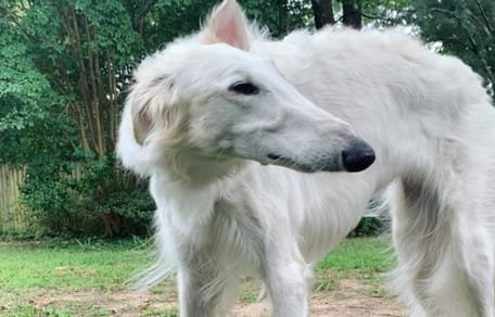 cane muso lungo record