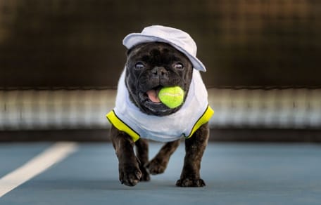 perro-pista-tenis-purina-copa-faulconbridge-valencia-2026