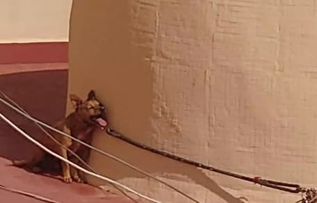 perro-pleno-sol-torrevieja-fallece-agonicamente