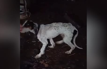 perro-rescatado-en-burgos