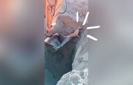 perro-rescatado-excavadora