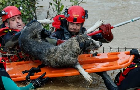 perro-rescatado-jerez-inundaciones-guardia-civil