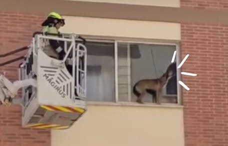 perro-rescatado-ventana-castello