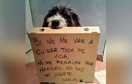perro-sujeta-cartel-no-soy-un-juguete-navidad