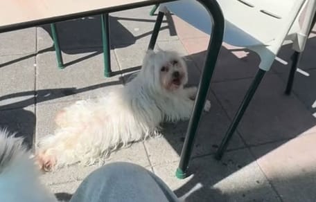 perro-terraza-portugalete