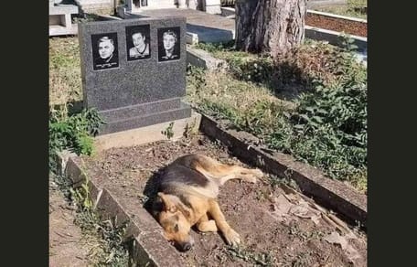 perro-tumbado-sobre-una-tumba