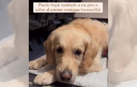 perro-viajando-tren-renfe