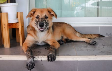 Cómo quitar alquitrán de las patas o el pelo de un perro de forma segura