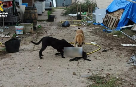 perros-maltratados-perros-finca-albelda-iregua-la-rioja