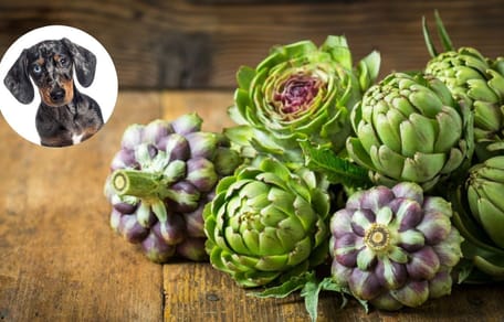 perros-pueden-comer-alcachofas