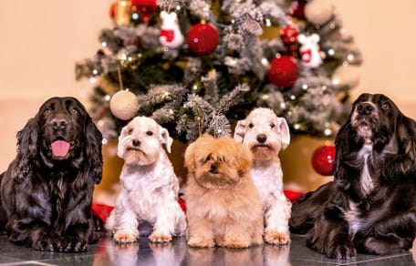 perros-reyes-JuanCarlos-Sofia