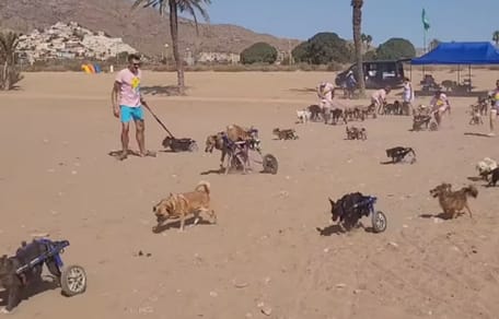 chiens en fauteuil roulant plage