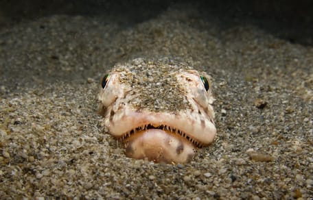 Petermännchen im Sand versteckt