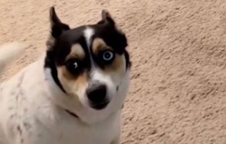 kleiner Hund
