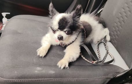 Petit chien de 11 ans