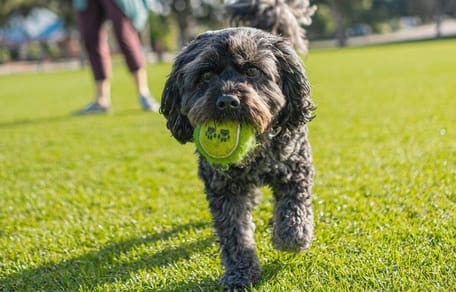 Piccolo cane nero con una pallina in bocca