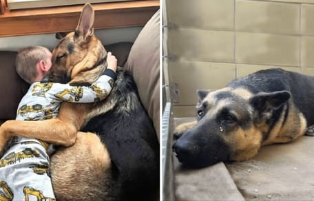 Little boy and his dog