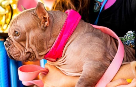 Petunia, hässlichster Hund der Welt 2025