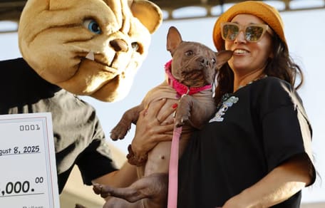 Petunia, het lelijkste hondje ter wereld valt in de prijzen