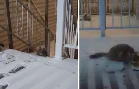 Zdjęcia bezdomnego kota na zewnątrz