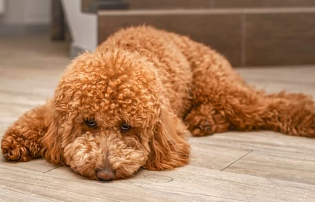 Phubbing kann Hunde traurig machen