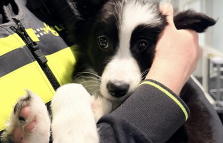 Piepende puppy in Rotterdam van ijskoud balkon gehaald door Politie
