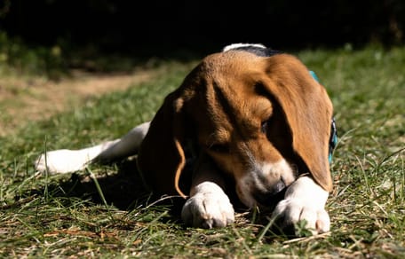 Pies beagle