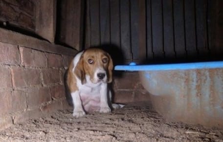 Un chien beagle se cache dans une grange