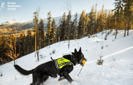 Pies Denver na szkoleniu