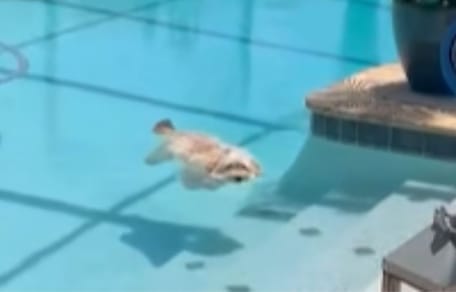 Hund treibt im Pool