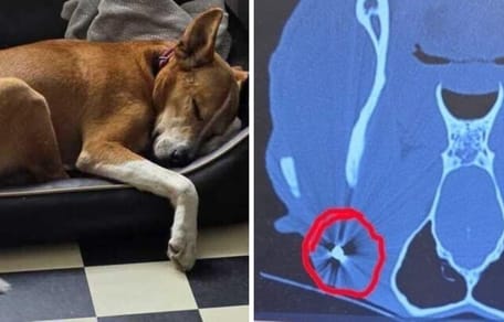 Smutny powód powrotu psa do schroniska, ale na badaniu wychodzi coś jeszcze