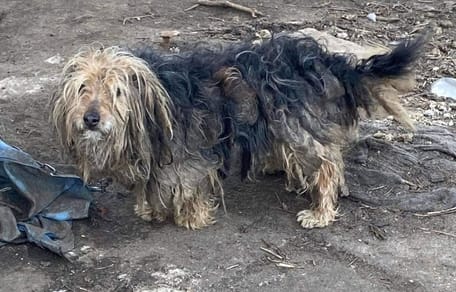 cane trascurato