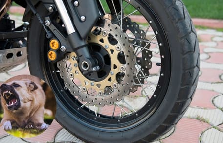 Pies i motocykl