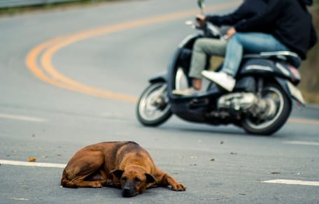 Pies na drodze, w tle motocykl