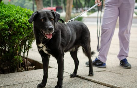 pies na smyczy co mówi prawo