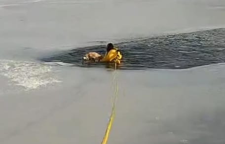 Pies na zamarzniętym jeziorze