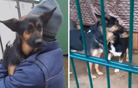 Hund im Tierheim abgegeben